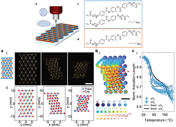 Liquid crystal elastomer lattices with thermally programmable deformation via multi-material 3D printing