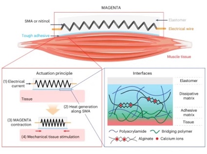 MAGENTA provides mechanical stimulation to the target tissue