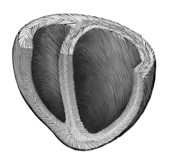 A schematic diagram of the helical alignment of a human heart