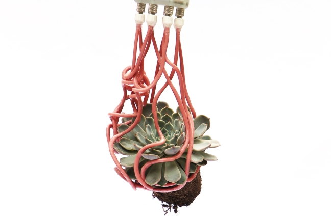 The gripper wrapping around a succulent.