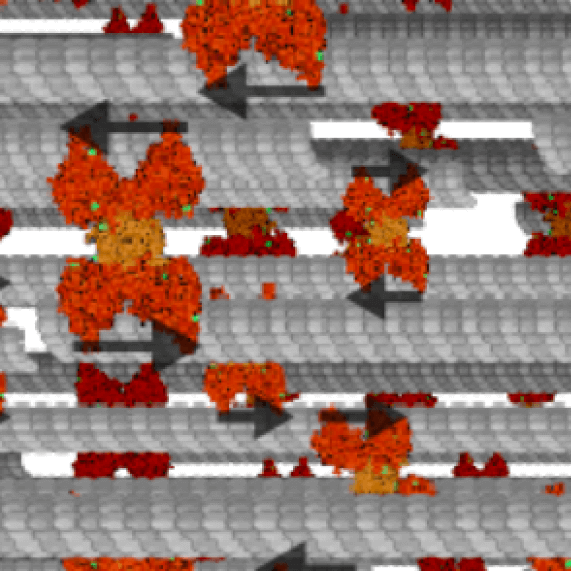 Microtubules, crucial components of cells' cytoskeletons, are powered by protein motors (portrayed in red). Until now, the precise amount of energy they use to move has been unknown.