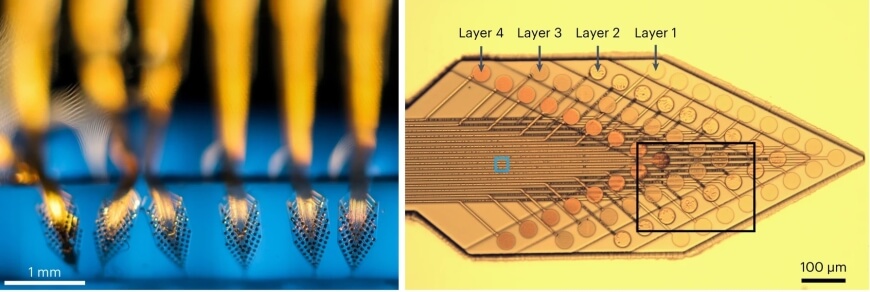 Photograph of elastomer-encapsulated neural probes