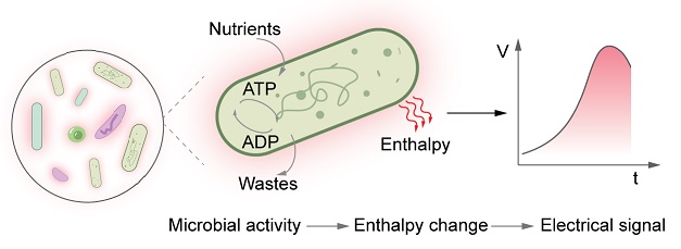 Pico-calorimetry for microorganism metabolism detection.