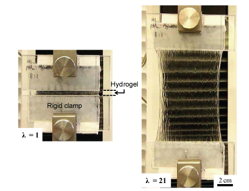 Intact hydrogel