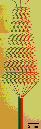 Photograph showing a microfluidic device we used for generating gradients of a green and red dyes in solution.