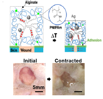 Inspired by embryonic wound closure, a team at the Harvard MRSEC led by Mooney has developed mechanically active, biocompatible materials that apply contraction to cells and tissues.