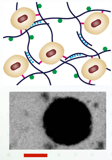 Design of active cell encapsulating materials