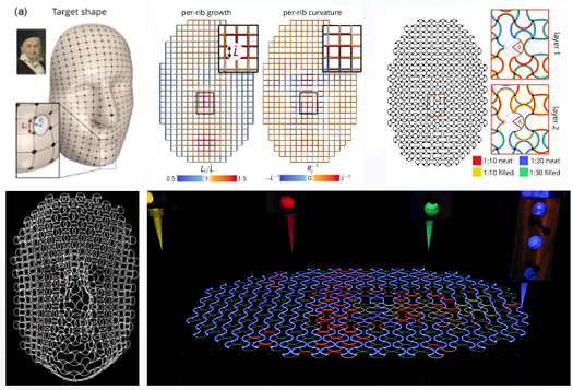 Predictive design method used to guide multimaterial 4D printing