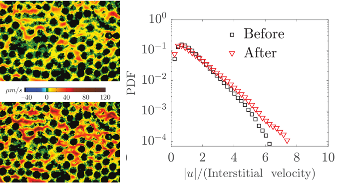 Pore-level flow velocity magnitude