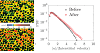 Pore-level flow velocity magnitude