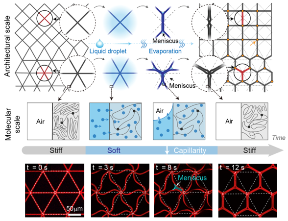 Printing reconfigurable bundles of dielectric elastomer fibers illustrations