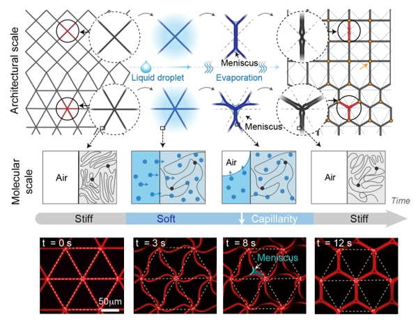 Liquid-induced Topological Transformations of Cellular Microstructures