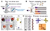 Self-Regulated Non-Reciprocal Motions in Liquid Crystal Elastomer Pillars