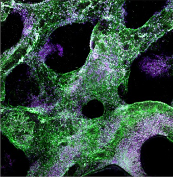 viscoelastic materials have been fabricated from alginate polymer