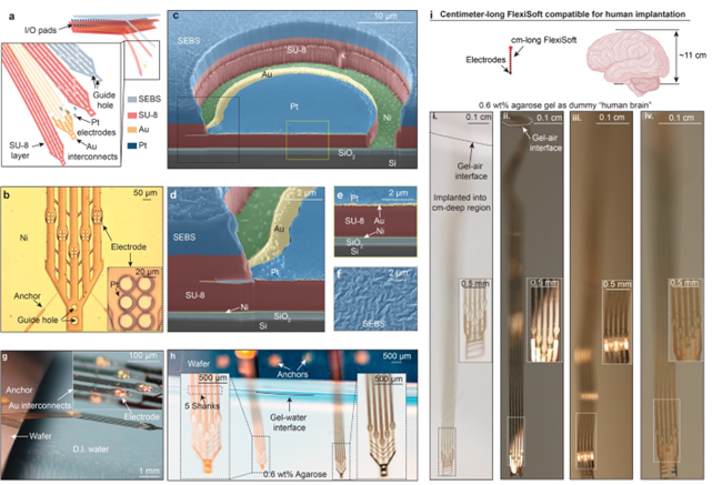 FlexiSoft neural probe: (a–f) Characterization of FlexiSoft. (g) Released FlexiSoft in deionized (DI) water. (h–i) Implanted FlexiSoft in an agarose brain phantom. [Note: FlexiSoft neural probe remains functionally and structurally intact after multiple cycles of implantation and removal (data shown in c).]