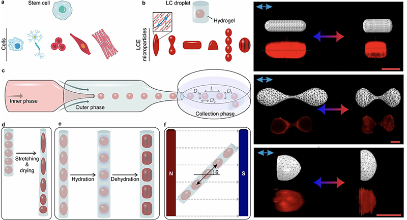 Architected LCE lattices.