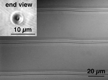 Optical micrograph of optical waveguides