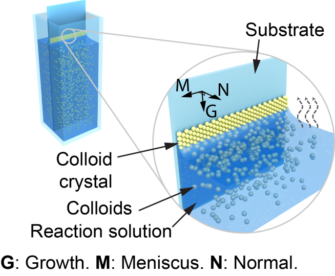 Schematic diagram of the evaporation-induced colloidal co-assembly process