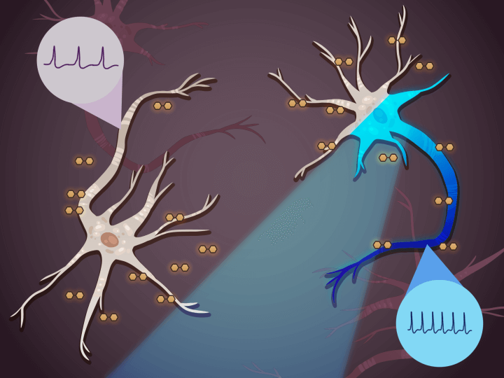 Researchers developed a method to target specific neurons and change their excitability