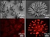 image of Controlled Self-Assembly of Optical Microstructures