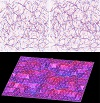 image of How the Cookie Sheet Crumples: New Insights into Material Deterioration and Failure