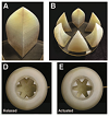 image of A Biologically Inspired, Functionally Graded End Effector for Soft Robotics Applications