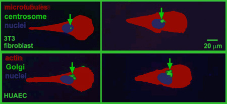 Cells on Asymmetric Patterns